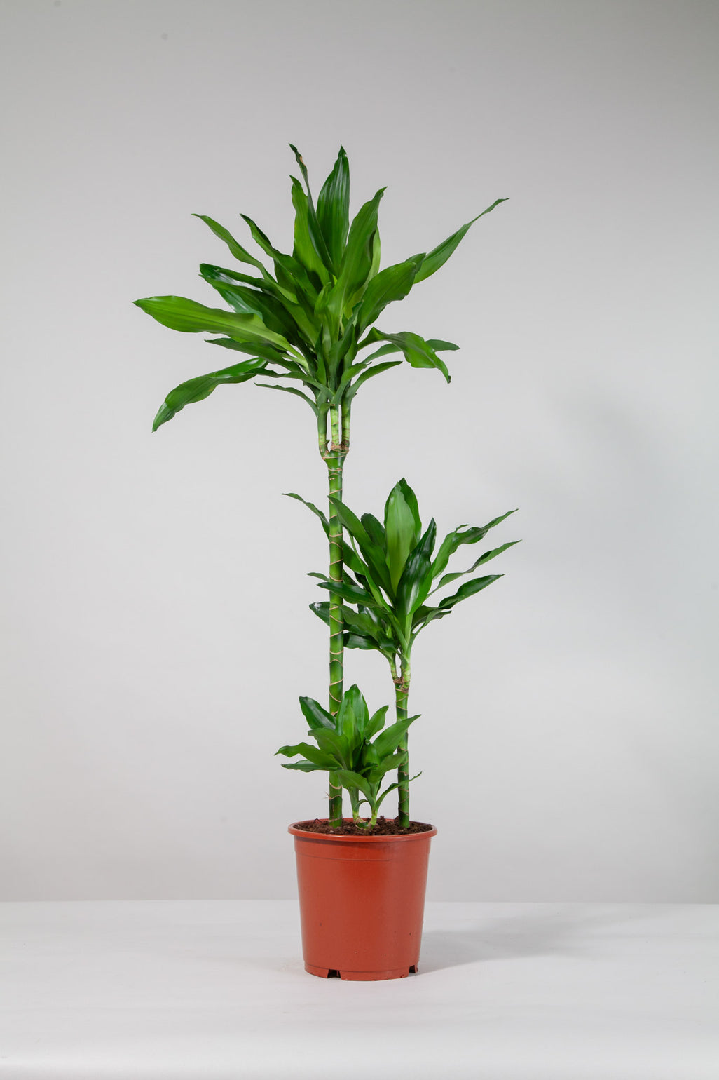files/IndoorPlants-StudioShots13.11.2023-613.jpg